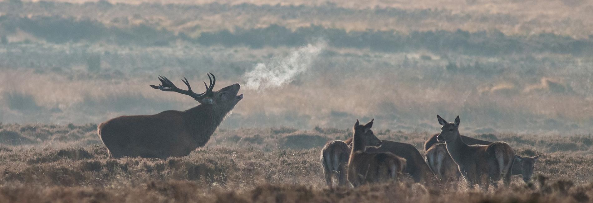 Brame du cerf